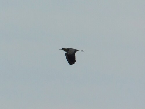 Whistling Heron (Syrigma sibilatrix), photo 5