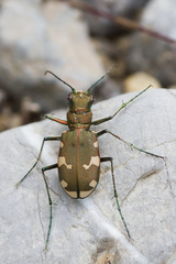 Cicindela sylvicola