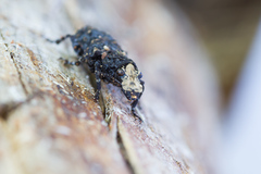 Platyrhinus resinosus