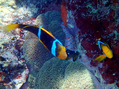 Amphiprion chrysopterus