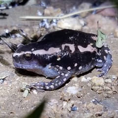 Phrynomantis bifasciatus