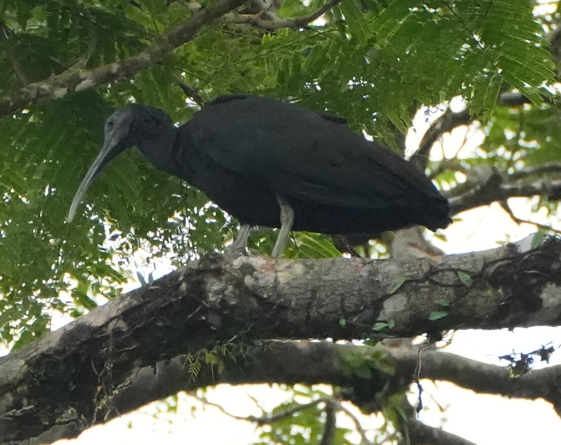 Green Ibis (Mesembrinibis cayennensis), photo 3