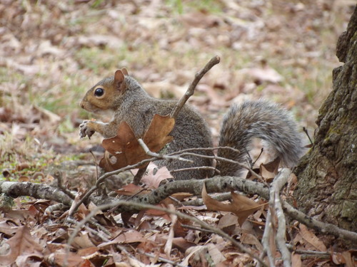 Eastern Gray Squirrel photographed in Tennessee
