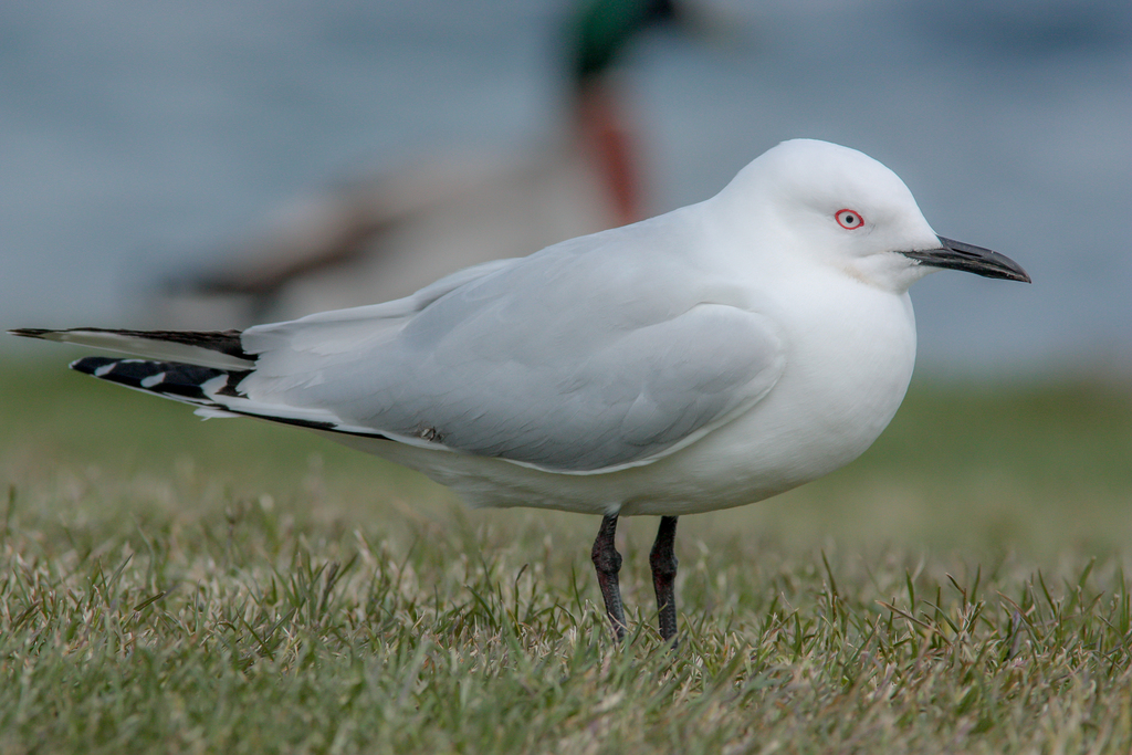 Black-billed Gull (Chroicocephalus bulleri) photo
