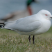 Black-billed Gull - Photo (c) Paul G. Schrijvershof, some rights reserved (CC BY-NC-ND), uploaded by Paul G. Schrijvershof