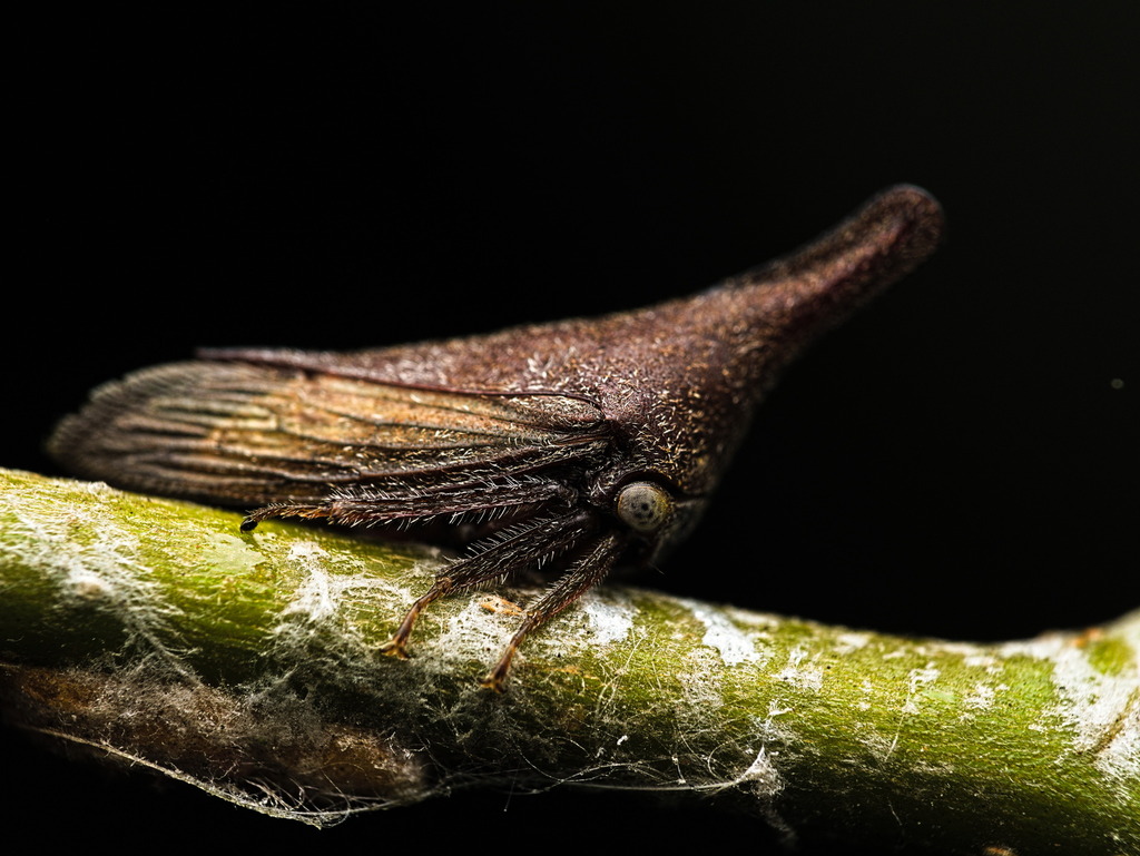 Membracinae