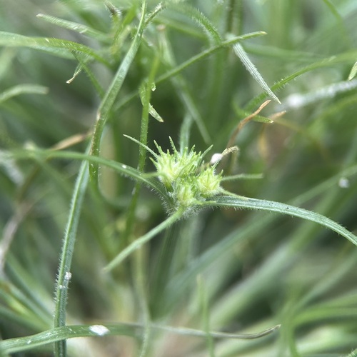 Fimbristylis aestivalis iNat (2)