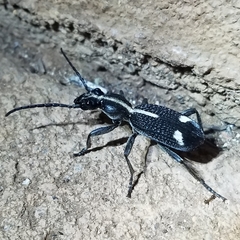 Cypholoba graphipteroides