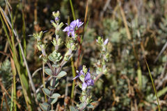 Veronica pimeleoides pimeleoides