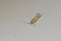 Caeciliusidae