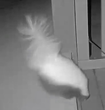 American Hog-nosed Skunk observed by samhough315