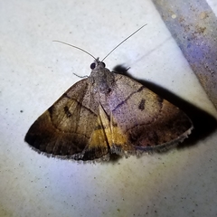 Plecopterodes moderata