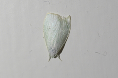 Nymphostola galactina