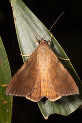 Oxyodes scrobiculata