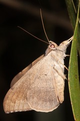 Oxyodes scrobiculata