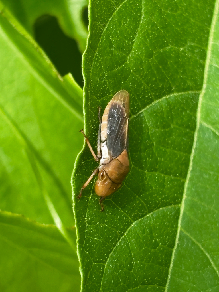 Oncometopia fusca