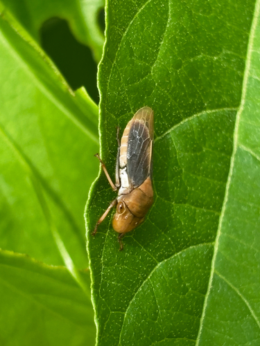 Oncometopia fusca