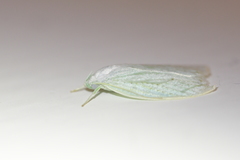Nymphostola galactina