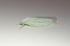 Nymphostola galactina