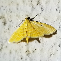 Notarcha