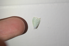 Nymphostola galactina