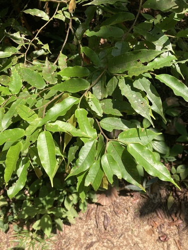 Doona trapezifolia observed 2026-01-18