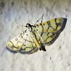Pardomima distortana