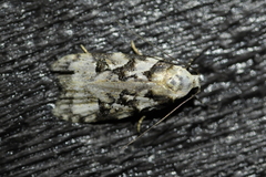 Izatha epiphanes