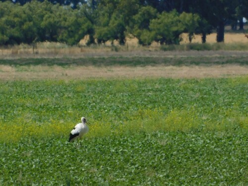 Maguari Stork (Ciconia maguari), photo 5