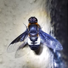 Exoprosopa dimidiata