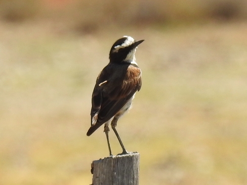 Capped Wheatear (Oenanthe pileata), photo 2
