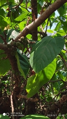 Ficus auriculata