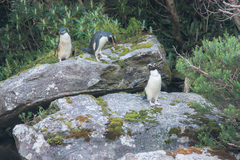 Eudyptes pachyrhynchus