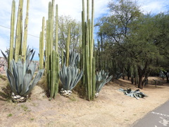 Agave ×