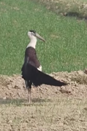 iNaturalist: (c) chanchal_x90, some rights reserved (CC BY-NC), uploaded by chanchal_x90 iNaturalist image