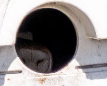 View observation of {o.common_name} on iNaturalist