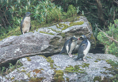 Eudyptes pachyrhynchus