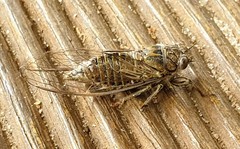 Physeema labyrinthica