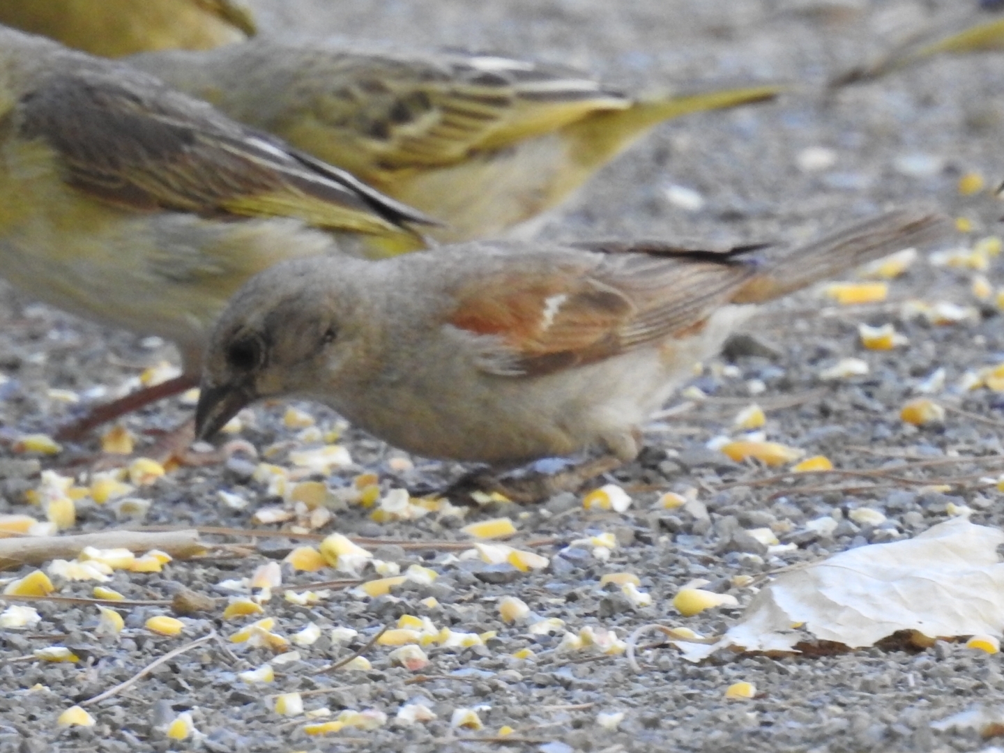 Southern Grey-headed Sparrow (Passer diffusus), photo 3