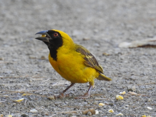 Southern Masked Weaver (Ploceus velatus), photo 4