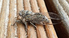 Physeema labyrinthica