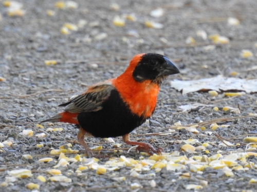 Southern Red Bishop (Euplectes orix), photo 2