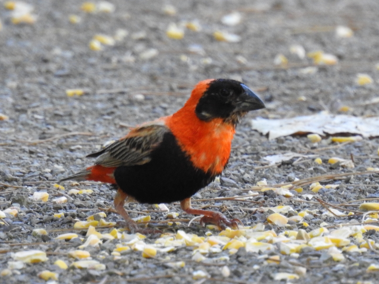 Southern Red Bishop (Euplectes orix), photo 2