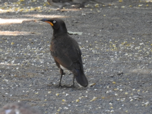 Pied Starling (Lamprotornis bicolor)