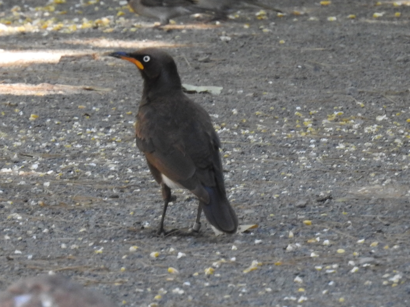 Pied Starling (Lamprotornis bicolor), photo 1