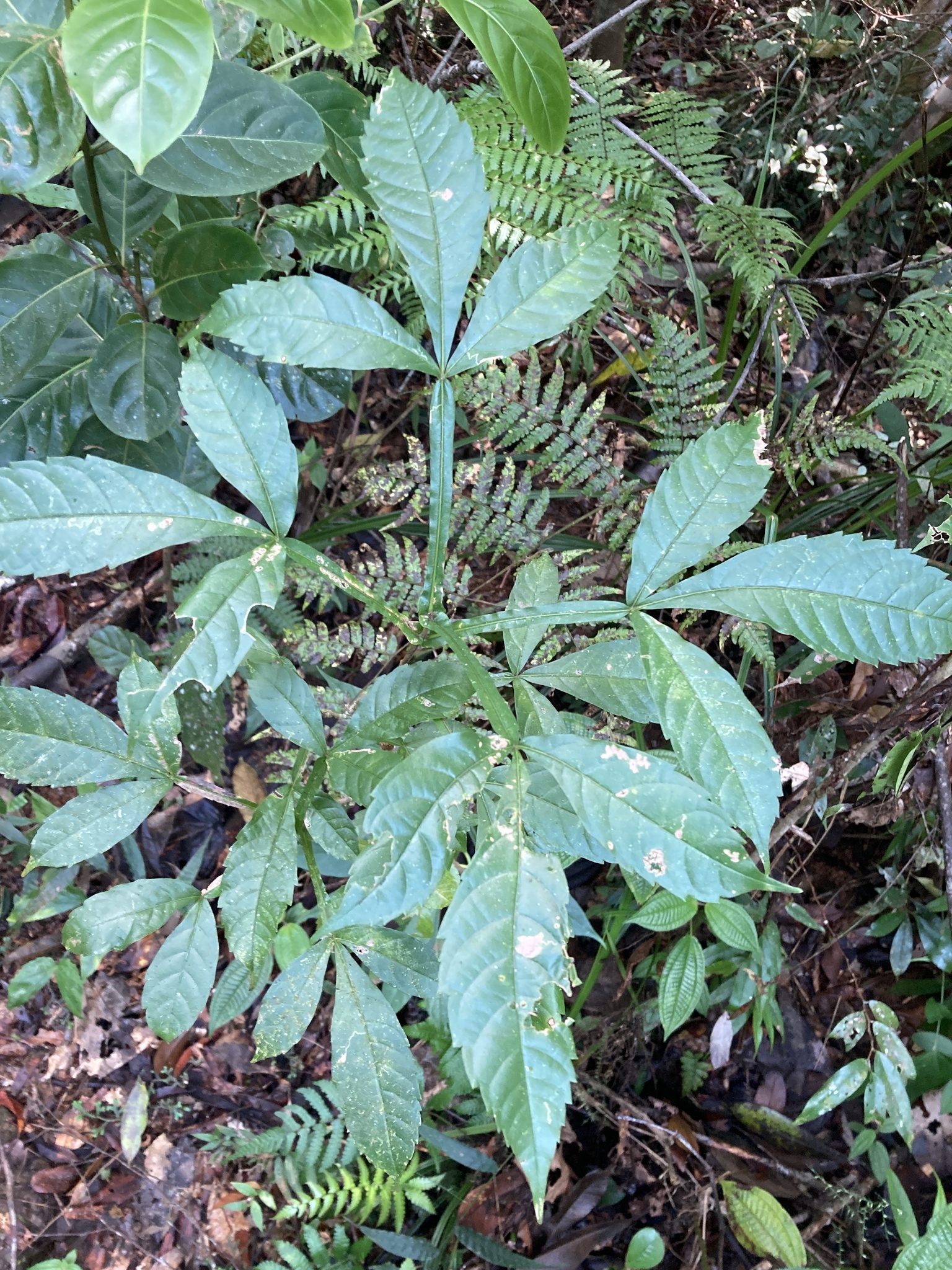 Peacock Chaste Tree (Vitex altissima)