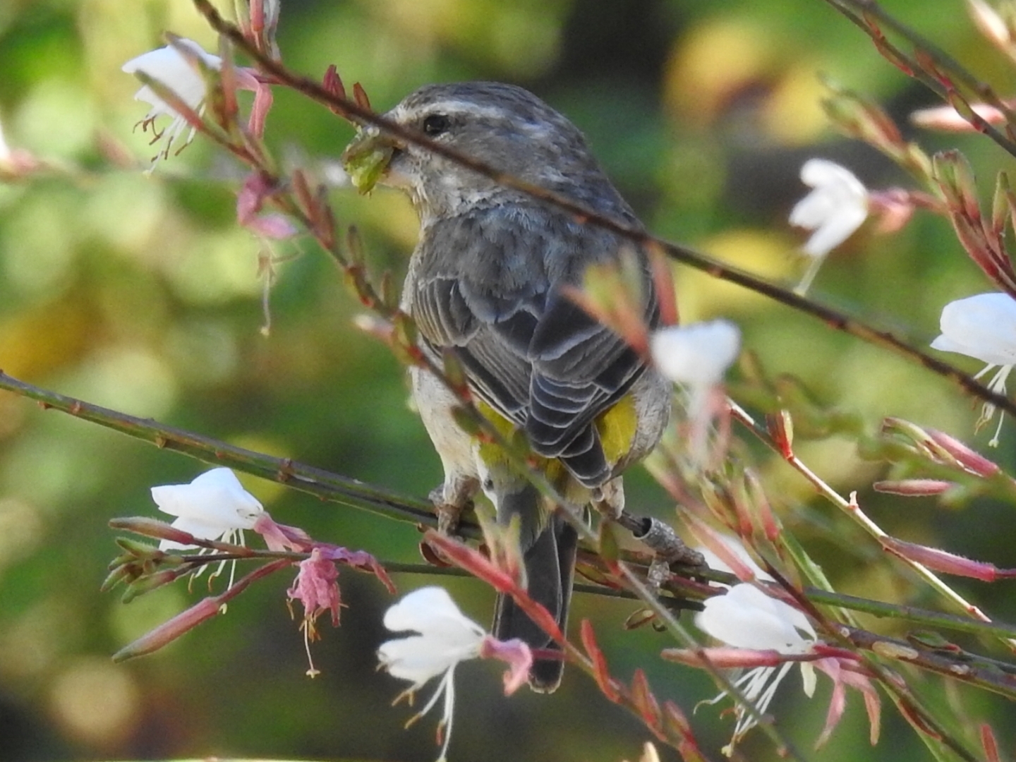 White-throated Canary (Crithagra albogularis), photo 1