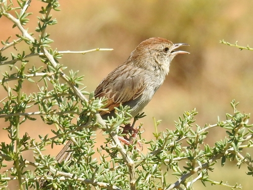 Grey-backed Cisticola (Cisticola subruficapilla), photo 2