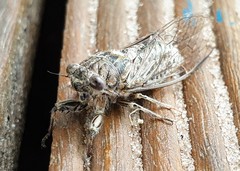 Physeema labyrinthica