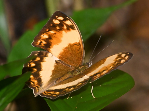 Angular Glider